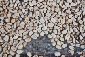 What is a White Coffee A Beginners Quick Roasty Guide